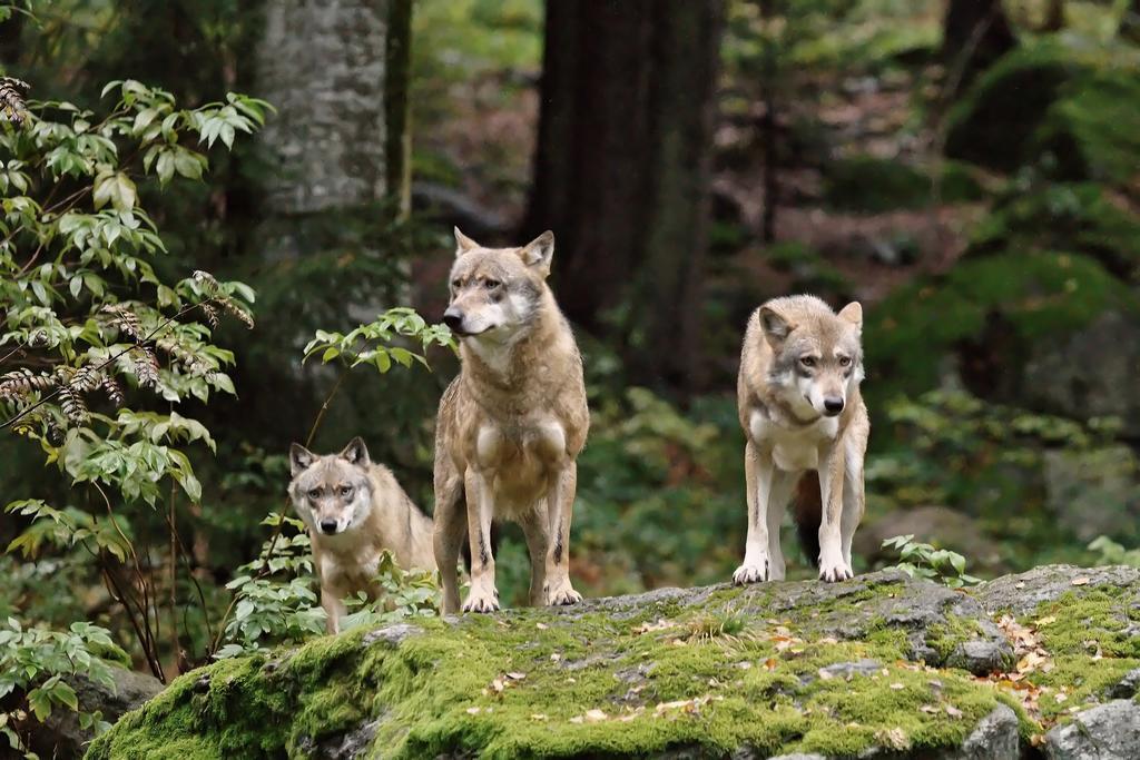 Ferienwohnung Im Landhaus Am Nationalpark Ludwigsthal Exteriör bild