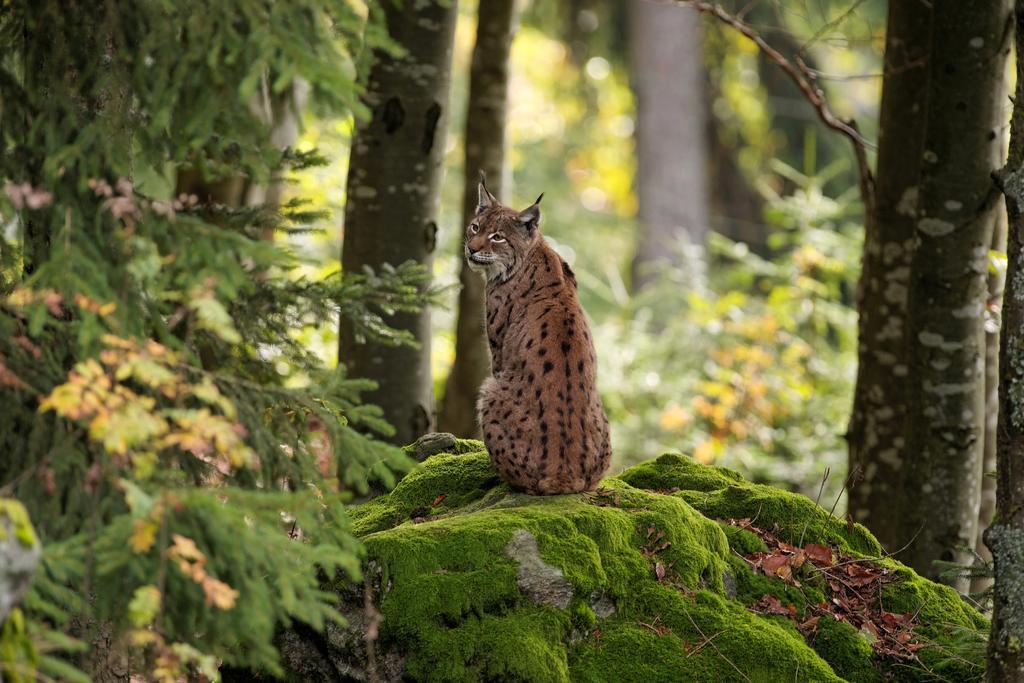Ferienwohnung Im Landhaus Am Nationalpark Ludwigsthal Exteriör bild